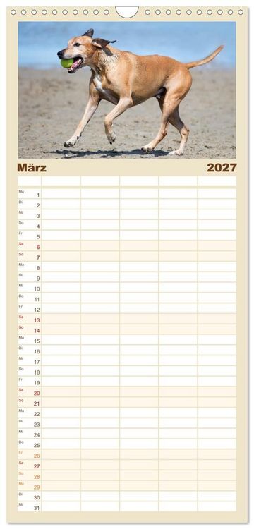 Produktbild: Familienplaner 2027 - Freunde auf vier Pfoten am Strand mit 5 Spalten (Wandkalender, 21 x 45 cm) CALVENDO