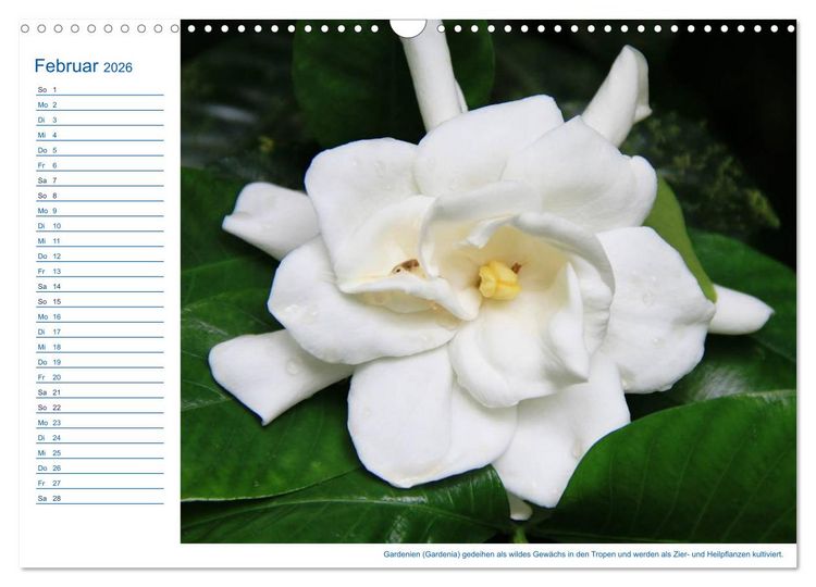 Produktbild: S&uuml;dsee-Insel Mo'orea (Wandkalender 2026 DIN A3 quer), CALVENDO Monatskalender