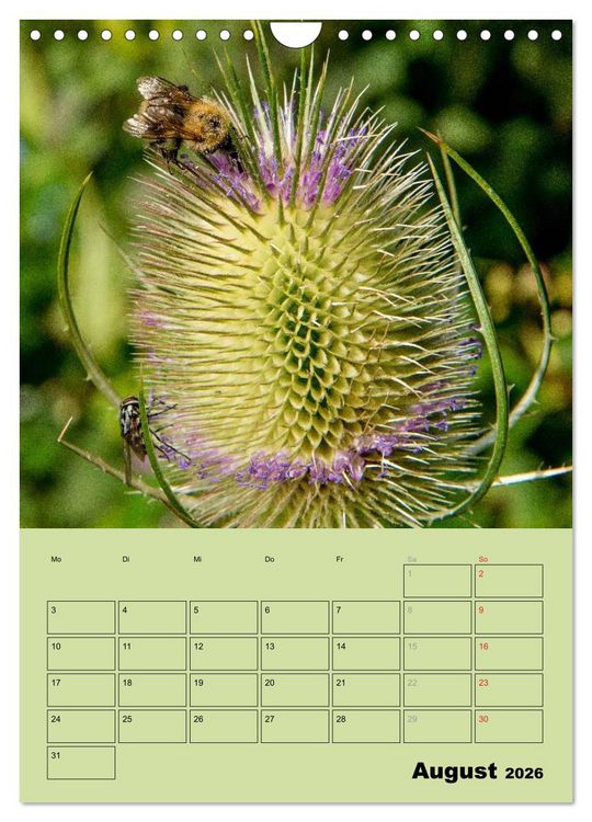 Produktbild: Bienenplaner (Wandkalender 2026 DIN A4 hoch), CALVENDO Monatskalender