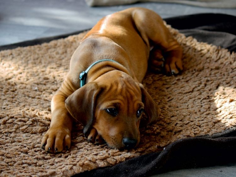 Produktbild: CALVENDO Puzzle Rhodesian Ridgeback H&uuml;ndin | 1000 Teile Lege-Gr&ouml;&szlig;e 64x48cm Foto-Puzzle f&uuml;r gl&uuml;ckliche Stunden