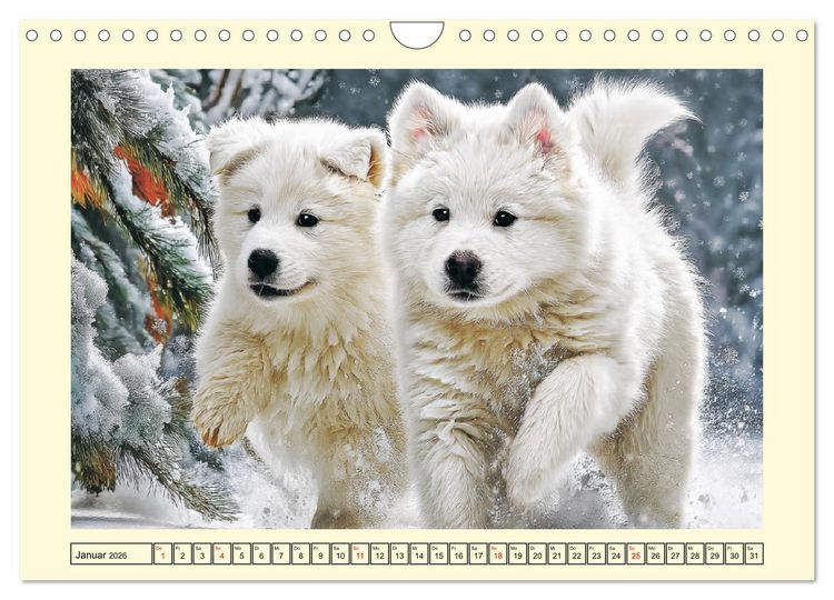 Produktbild: Flauschige Samojeden. Zauberhafte Wolken auf vier Pfoten (Wandkalender 2026 DIN A4 quer), CALVENDO Monatskalender