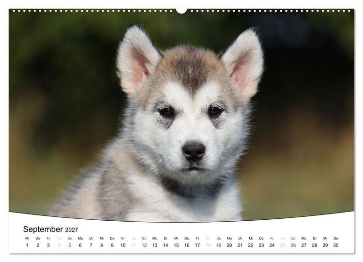 Produktbild: Welpen - Puppies (Wandkalender 2027 DIN A2 quer), CALVENDO Monatskalender