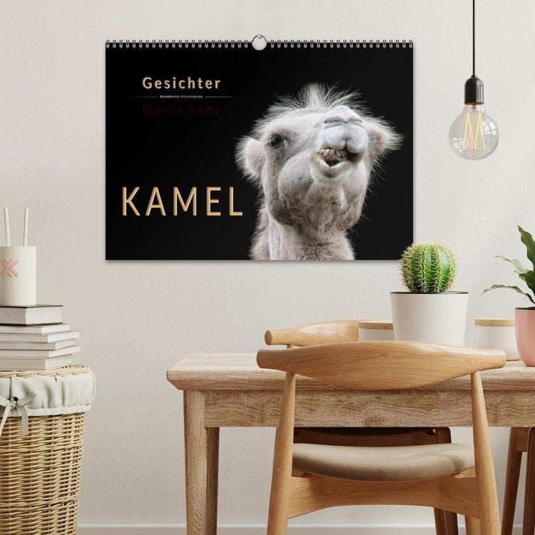 Produktbild: Kamel Gesichter (Wandkalender 2026 DIN A3 quer), CALVENDO Monatskalender