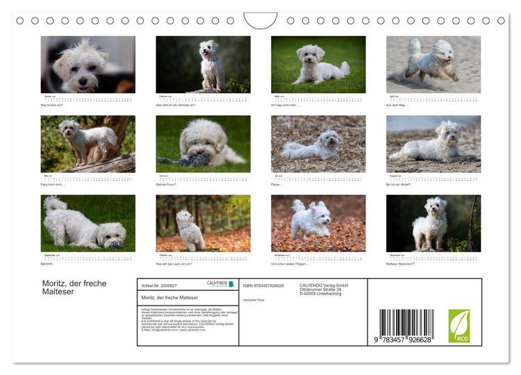 Produktbild: Moritz, der freche Malteser (Wandkalender 2026 DIN A4 quer), CALVENDO Monatskalender