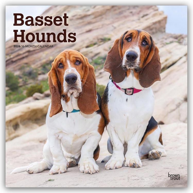 Produktbild: Basset Hounds 2026 – 16-Monatskalender