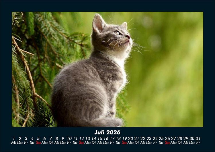 Produktbild: F&uuml;r Katzenfreunde 2026 Fotokalender DIN A5