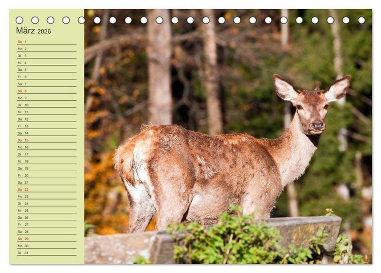 Produktbild: Wir sind die Stars im Wald (Tischkalender 2026 DIN A5 quer), CALVENDO Monatskalender