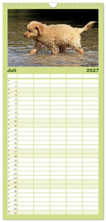 Produktbild: Familienplaner 2027 - Nova Scotia Duck Tolling Retriever mit 5 Spalten (Wandkalender, 21 x 45 cm) CALVENDO