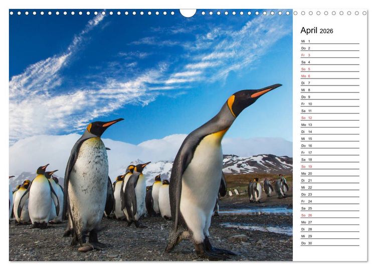 Produktbild: Pinguinliebe (Wandkalender 2026 DIN A3 quer), CALVENDO Monatskalender