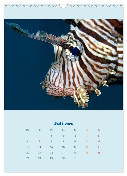 Produktbild: Portraitaufnahmen - Fische (Wandkalender 2026 DIN A3 hoch), CALVENDO Monatskalender