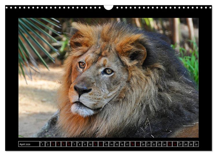 Produktbild: Tiger, L&ouml;we und Co. (Wandkalender 2026 DIN A3 quer), CALVENDO Monatskalender