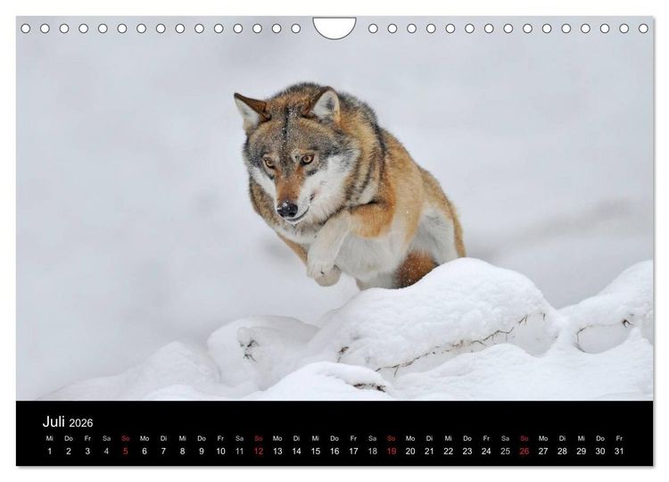 Produktbild: Kanadische W&ouml;lfe im Winter (Wandkalender 2026 DIN A4 quer), CALVENDO Monatskalender