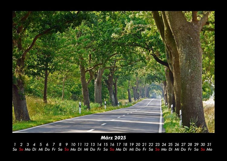 Produktbild: B&auml;ume 2025 Fotokalender DIN A3