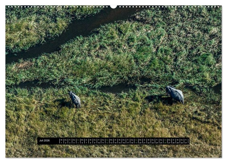 Produktbild: Afrikas Tierwelt - Wilde Elefanten (hochwertiger Premium Wandkalender 2026 DIN A2 quer), Kunstdruck in Hochglanz