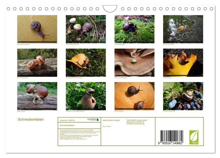 Produktbild: Schneckenleben (Wandkalender 2026 DIN A4 quer), CALVENDO Monatskalender