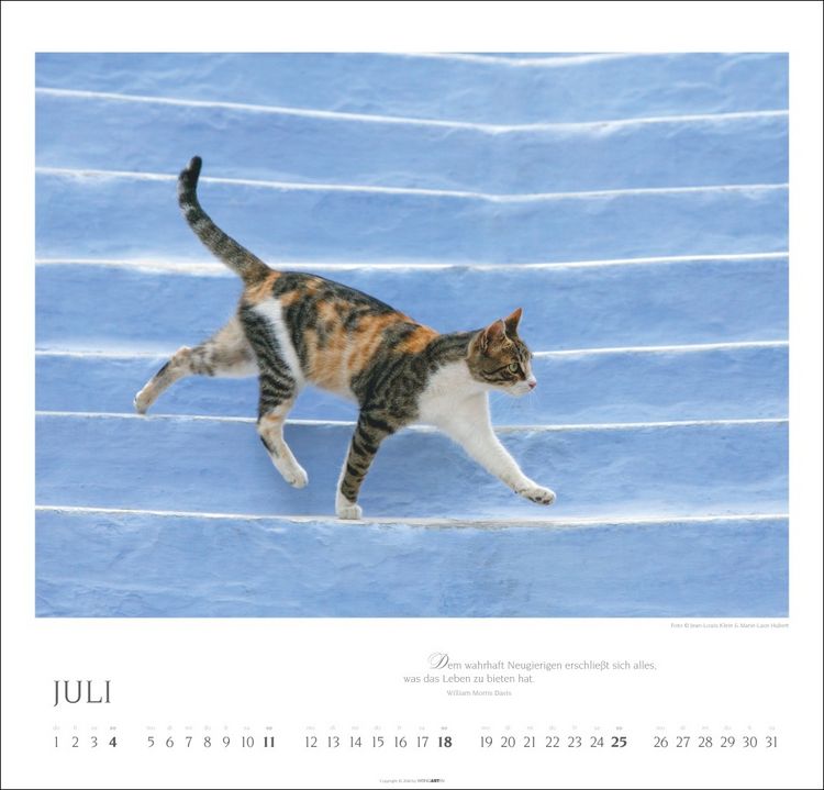 Produktbild: Katzen - Diven auf Samtpfoten Kalender 2027 - Diven auf Samtpfoten