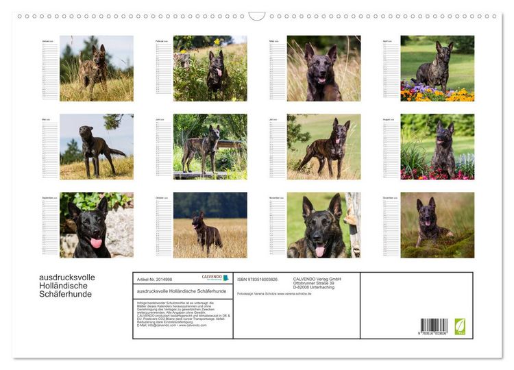 Produktbild: ausdrucksvolle Holl&auml;ndische Sch&auml;ferhunde (Wandkalender 2026 DIN A2 quer), CALVENDO Monatskalender