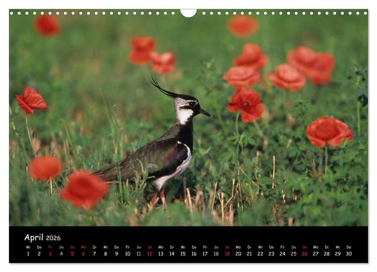 Produktbild: Naturjuwelen - Neusiedler See (Wandkalender 2026 DIN A3 quer), CALVENDO Monatskalender