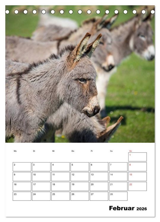 Produktbild: S&uuml;&szlig;e Esel. Langohren zum Verlieben (Tischkalender 2026 DIN A5 hoch), CALVENDO Monatskalender