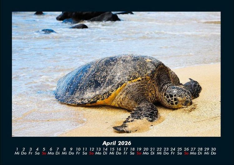 Produktbild: Schildkr&ouml;tenzauber 2026 Fotokalender DIN A4