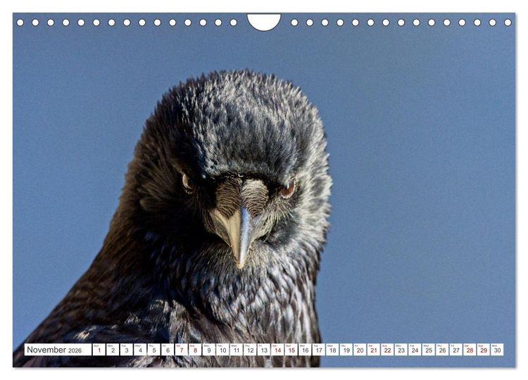 Produktbild: Corvids - Black and Beautiful (Wall Calendar 2026 DIN A4 landscape), CALVENDO 12 Month Wall Calendar