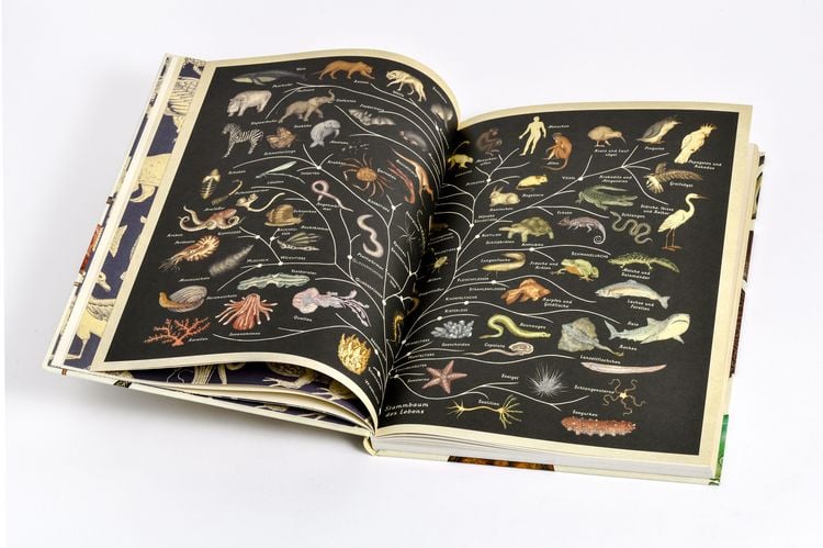 Produktbild: Das Museum der Tiere