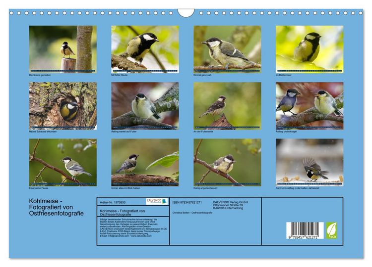 Produktbild: Kohlmeise - Fotografiert von Ostfriesenfotografie (Wandkalender 2026 DIN A3 quer), CALVENDO Monatskalender