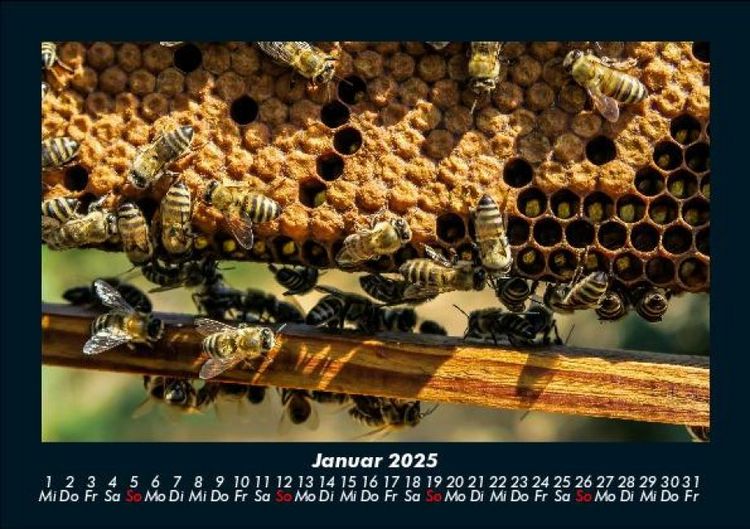 Produktbild: Bienen 2025 Fotokalender DIN A5