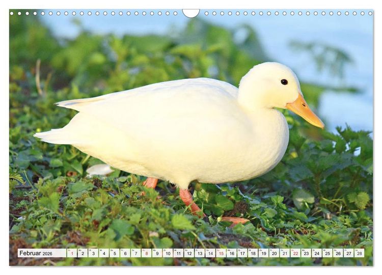 Produktbild: Enten. Bezaubernde und beliebte Schwimmer (Wandkalender 2026 DIN A3 quer), CALVENDO Monatskalender