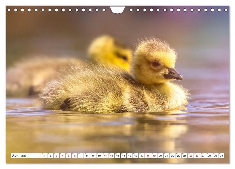 Produktbild: Flauschige Momente! Enten- und G&auml;nsek&uuml;ken im Jahreslauf (Wandkalender 2026 DIN A4 quer), CALVENDO Monatskalender