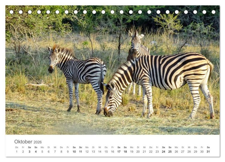 Produktbild: Afrika - Tiere im Kr&uuml;ger Nationalpark (Tischkalender 2026 DIN A5 quer), CALVENDO Monatskalender