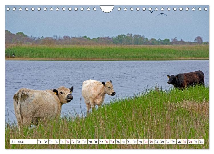 Produktbild: Angeln - Landschaft zwischen Schlei und Flensburger F&ouml;rde (Wandkalender 2026 DIN A4 quer), CALVENDO Monatskalender