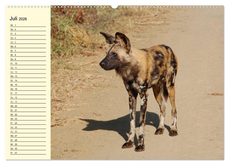 Produktbild: Afrika. Tiere in freier Wildbahn (hochwertiger Premium Wandkalender 2026 DIN A2 quer), Kunstdruck in Hochglanz