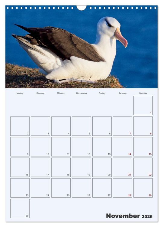 Produktbild: Wildes Leben auf Helgoland (Wandkalender 2026 DIN A3 hoch), CALVENDO Monatskalender