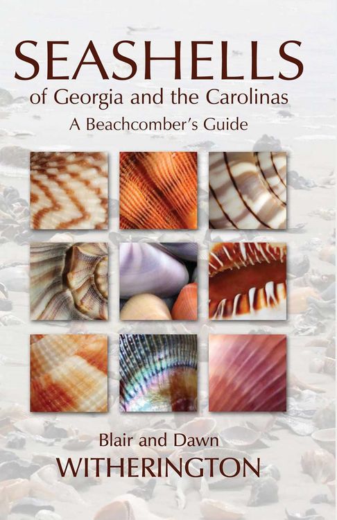 Produktbild: Seashells of Georgia and the Carolinas