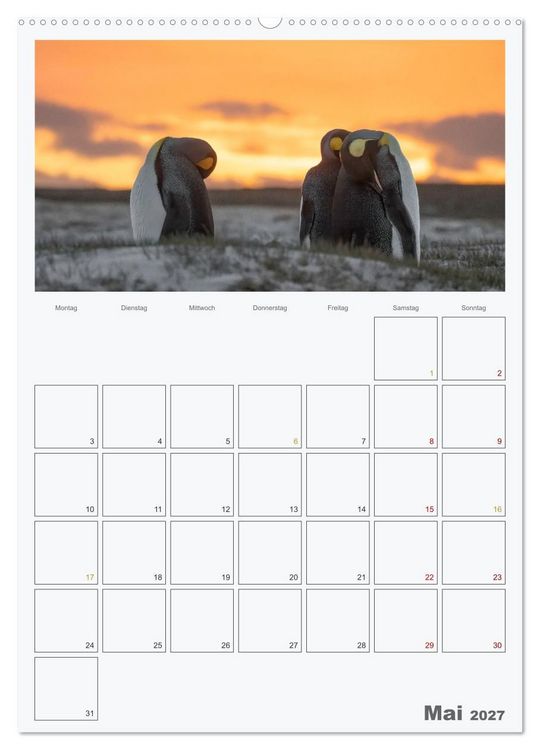 Produktbild: Alltag bei den Pinguinen auf Falkland (hochwertiger Premium Wandkalender 2027 DIN A2 hoch), Kunstdruck in Hochglanz