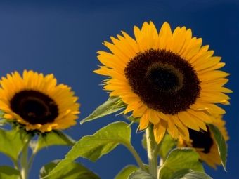 Produktbild: CALVENDO Puzzle Sonnenblumen | 1000 Teile Lege-Gr&ouml;&szlig;e 64x48cm Foto-Puzzle f&uuml;r gl&uuml;ckliche Stunden