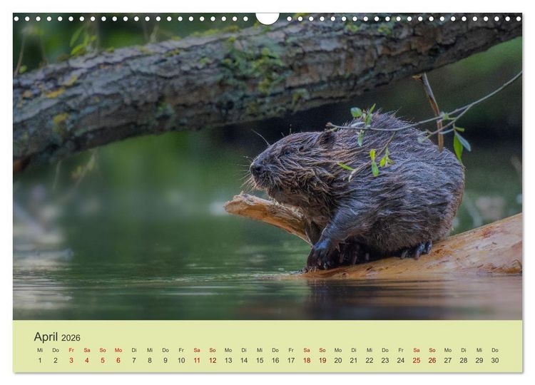Produktbild: Faszination Biber (Wandkalender 2026 DIN A3 quer), CALVENDO Monatskalender