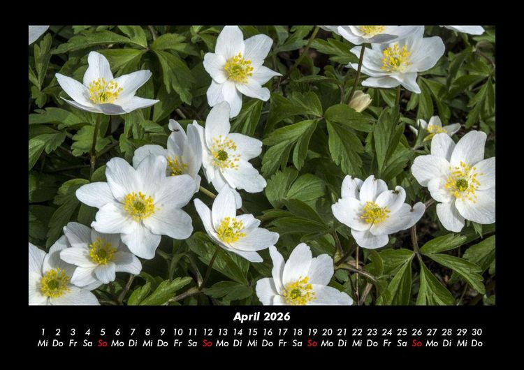 Produktbild: Blumenzauber 2026 Fotokalender DIN A3