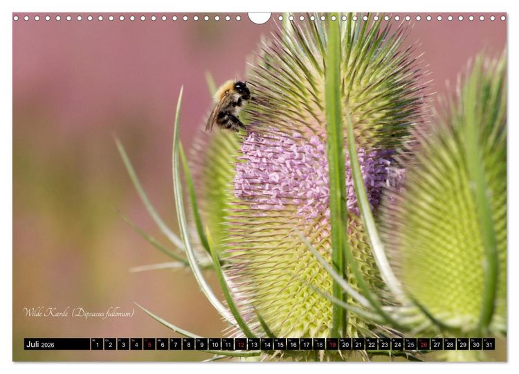 Produktbild: Zierbilder der Natur BLUMEN (Wandkalender 2026 DIN A3 quer), CALVENDO Monatskalender