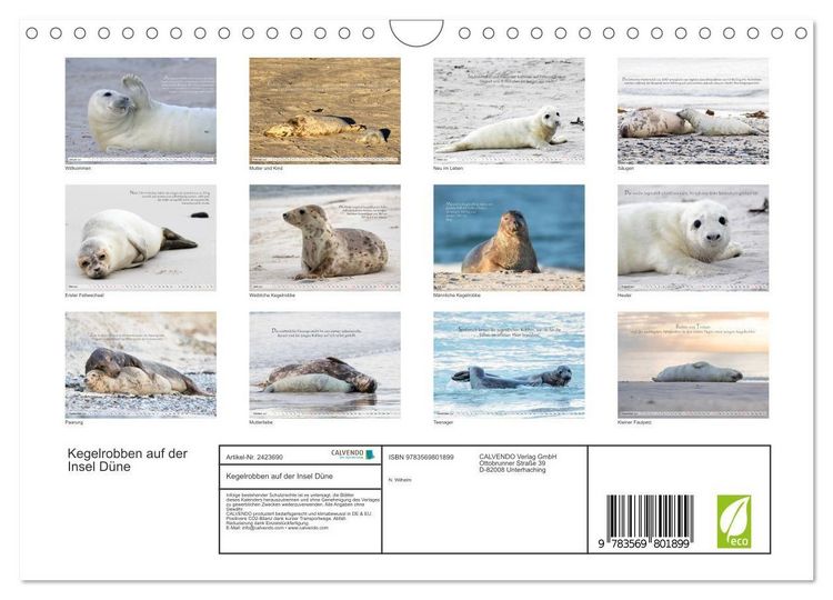Produktbild: Kegelrobben auf der Insel D&uuml;ne (Wandkalender 2027 DIN A4 quer), CALVENDO Monatskalender