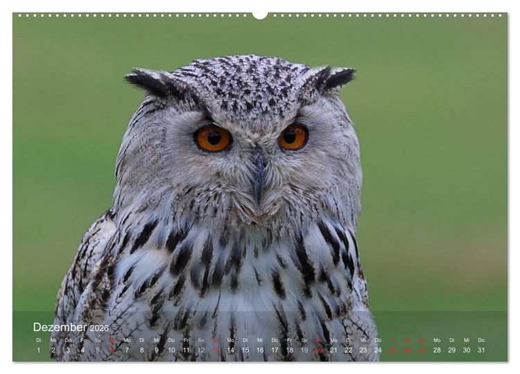 Produktbild: Eulen-Kalender (hochwertiger Premium Wandkalender 2026 DIN A2 quer), Kunstdruck in Hochglanz