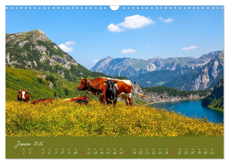 Produktbild: Friedliche K&uuml;he (Wandkalender 2026 DIN A3 quer), CALVENDO Monatskalender