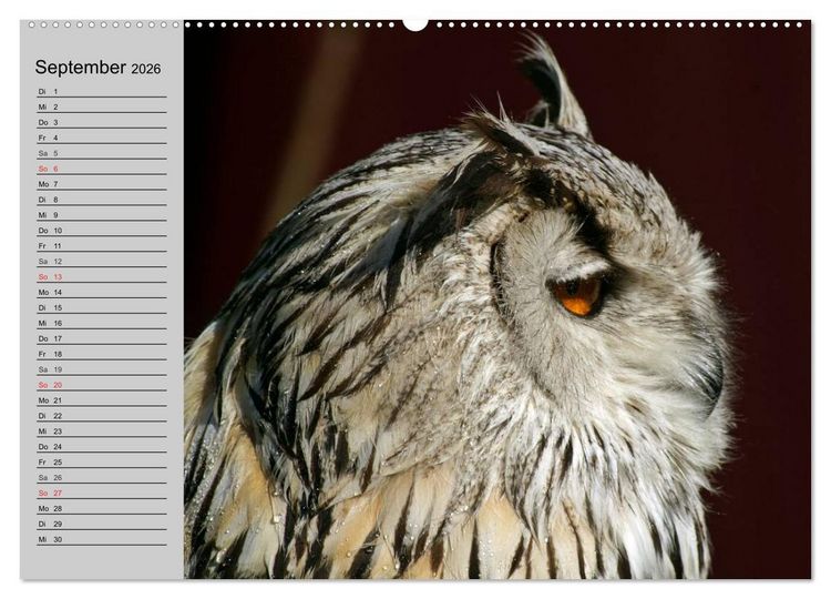 Produktbild: Eulen. Gefiederte Weisheit (hochwertiger Premium Wandkalender 2026 DIN A2 quer), Kunstdruck in Hochglanz