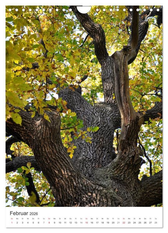 Produktbild: Faszination der Farben im Naturpark Lappwald (Wandkalender 2026 DIN A4 hoch), CALVENDO Monatskalender
