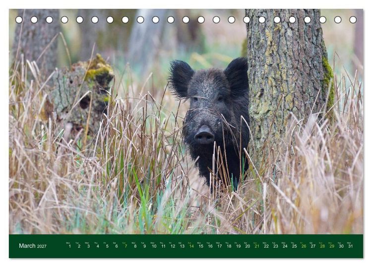 Produktbild: Wild Boars (Desk Calendar 2027 DIN A5 landscape), CALVENDO 12 Month DeskCalendar