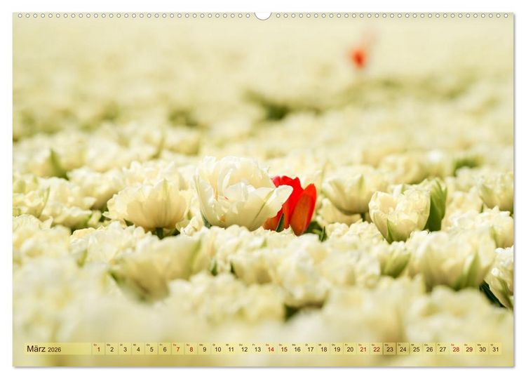 Produktbild: Tulpen - Hollands Stolz (Wandkalender 2026 DIN A2 quer), CALVENDO Monatskalender