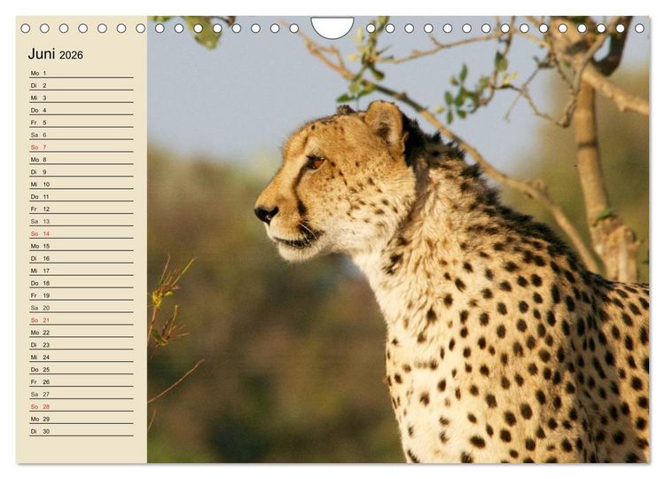 Produktbild: Die Lautlosen. Geparden und Leoparden (Wandkalender 2026 DIN A4 quer), CALVENDO Monatskalender