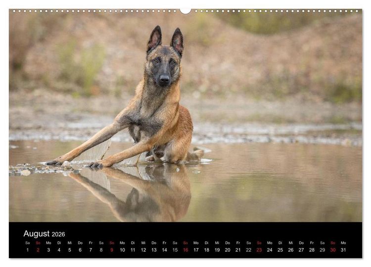 Produktbild: Belgischer Sch&auml;ferhund - Der Malinois (hochwertiger Premium Wandkalender 2026 DIN A2 quer), Kunstdruck in Hochglanz