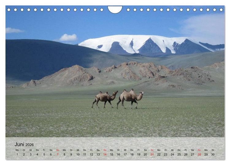 Produktbild: Kamele in der W&uuml;stensonne (Wandkalender 2026 DIN A4 quer), CALVENDO Monatskalender